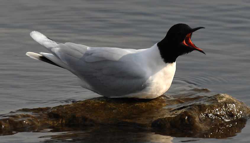 07 Little Gull Larus minutus adult 25042007 Philipsdam,The Netherlands