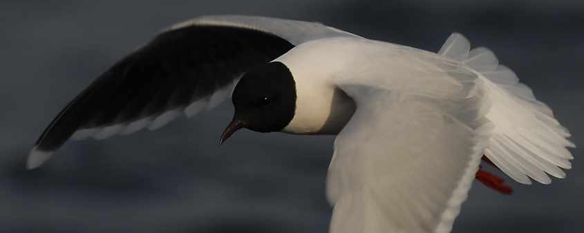 08 Little Gull Larus minutus adult 25042007 2 Philipsdam,The Netherlands