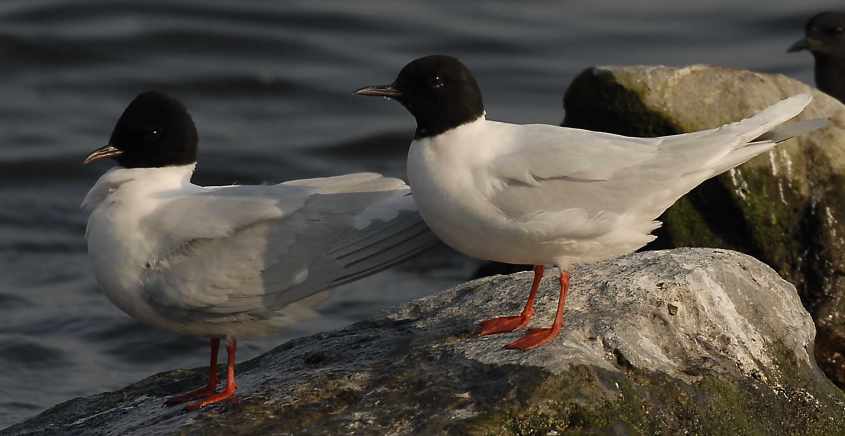 09 Little Gull Larus minutus adult 28042007 1 Philipsdam,The Netherlands