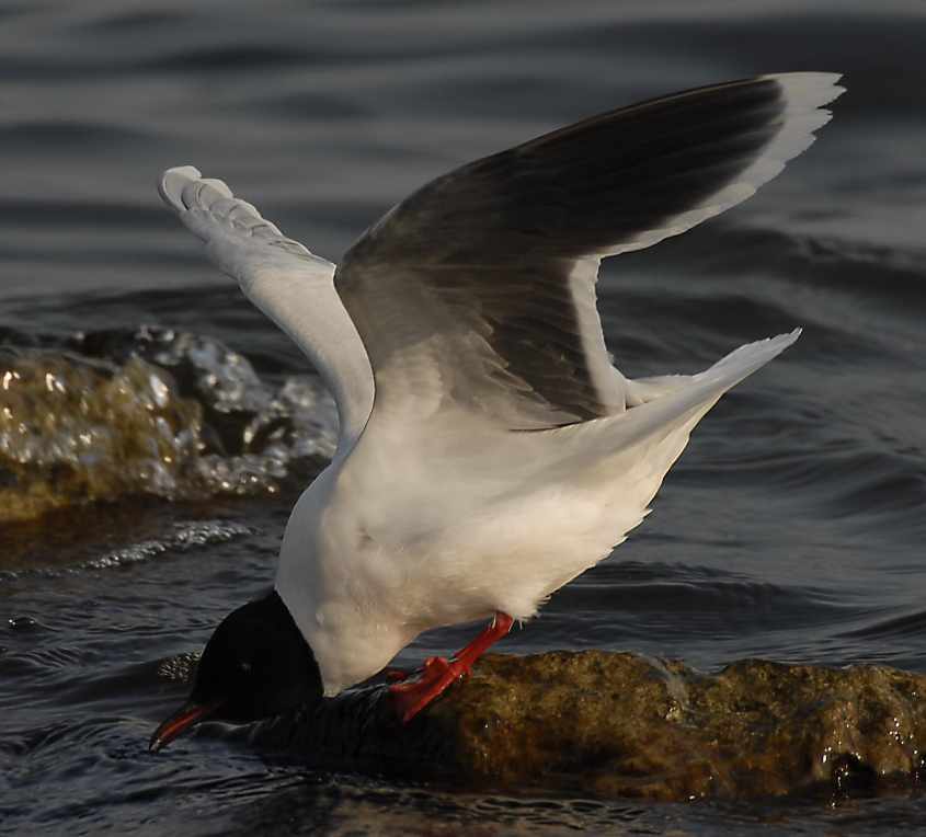 10 Little Gull Larus minutus adult 28042007 Philipsdam,The Netherlands