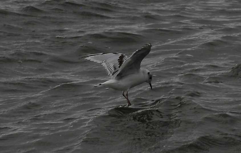 11. Little Gull Larus minutus 2CY 10082008 Stellendam, The Netherlands