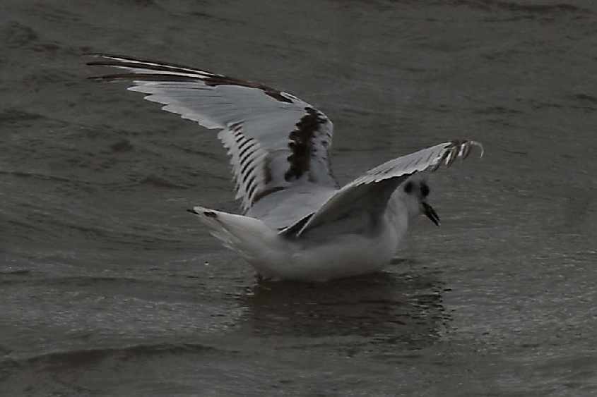 12. Little Gull Larus minutus 2CY 10082008 Stellendam, Stellendam.jpg