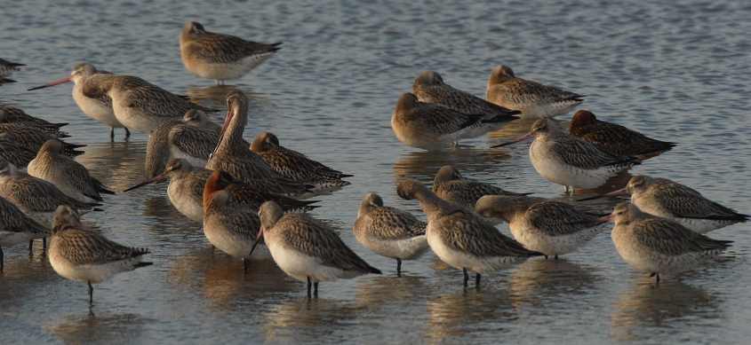 6. Bar-tailed Godwit Limosa lapponica 2 males in breeding plumage 