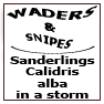 Sanderlings Calidris alba in a storm