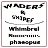 Whimbrel Numenius phaeopus