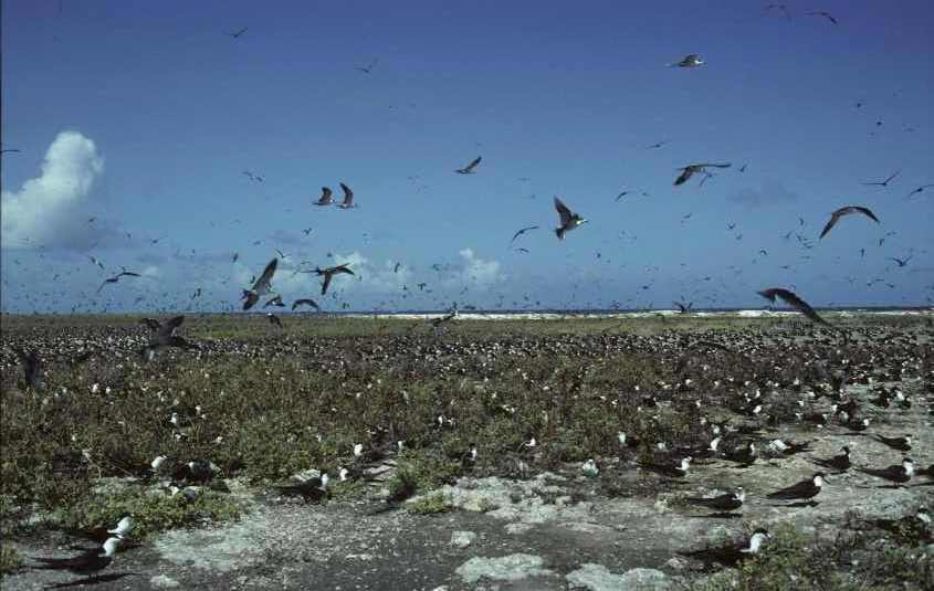 Sooty Terns nesting June 1980 1 Desnoeufs.jpg