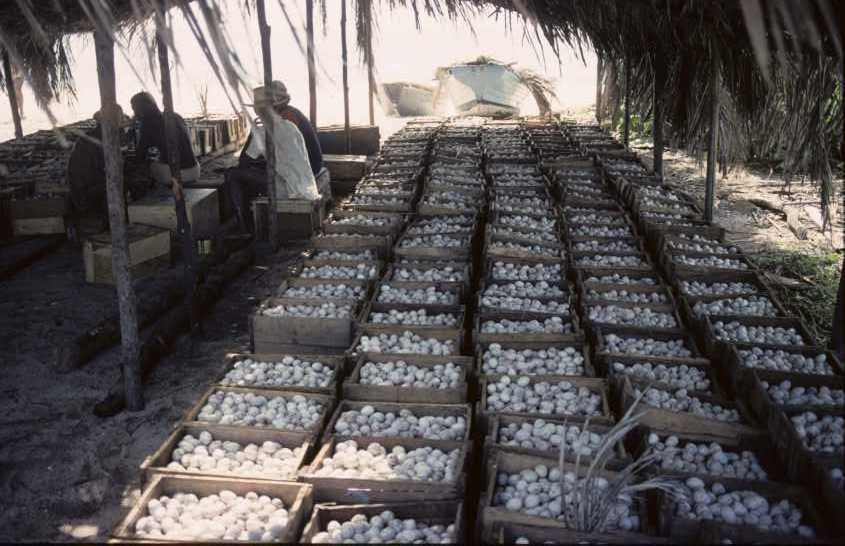 eggs depot, June 1980 Desnoeufs, Amirantes.jpg