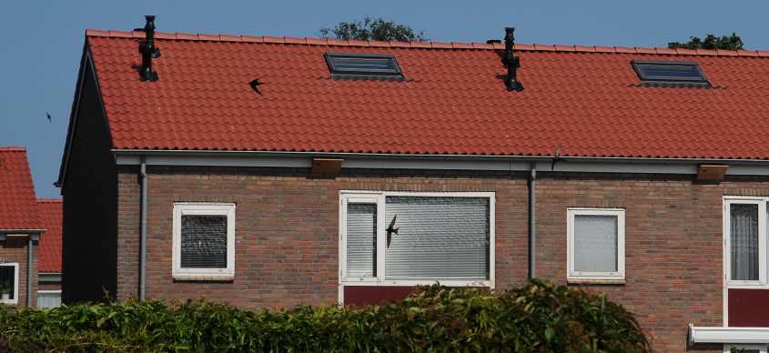 Swifts Apus a & renovated roofs which destroyed the breedingsite 11072011 Oostvoorne, The Netherlands, c Norman Deans van Swelm 
