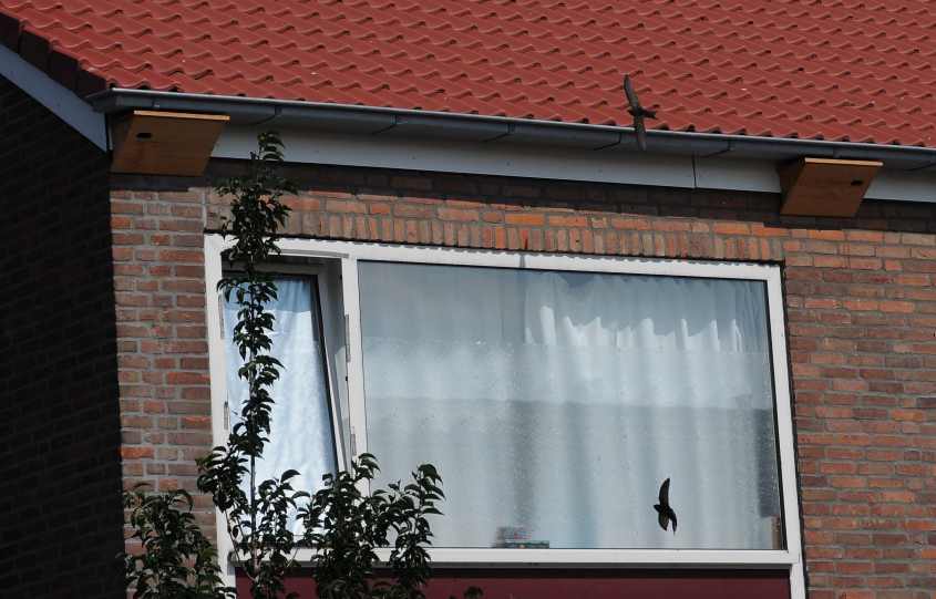 Swift Apus a & nestboxes 11072011 4721 Oostvoorne, The Netherlands, c Norman Deans van Swelm