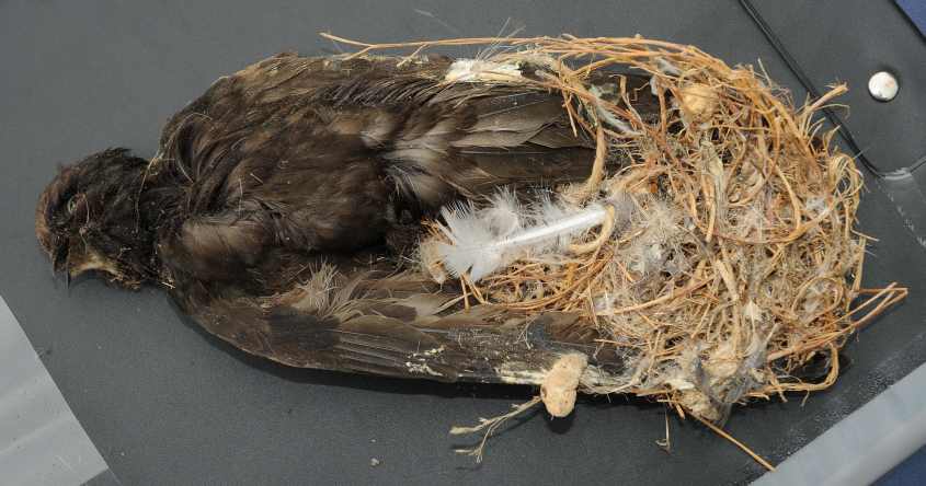 Swift Apus a, killed opponent used as nest decoration 11072011 Oostvoorne, The Netherlands, c Norman Deans van Swelm