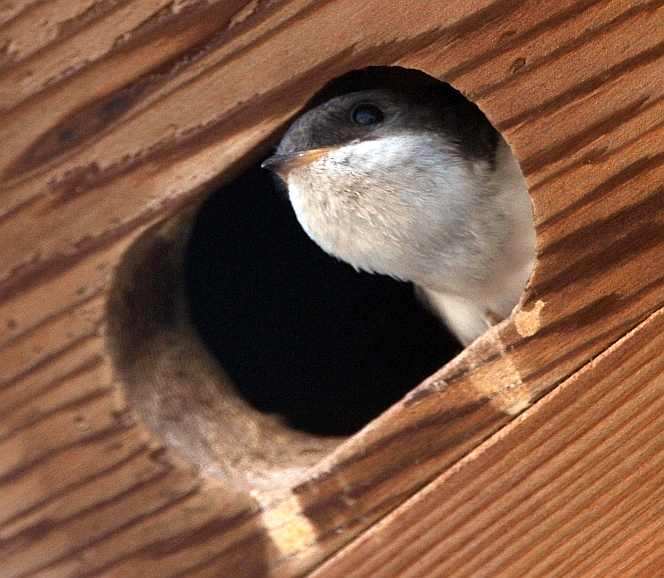 fledged House Martin Delichon urbica parked in a nestbox where young Swifts Apus apus were raised 10082012 Oostvoorne,The Netherlands c Norman Deans van Swelm