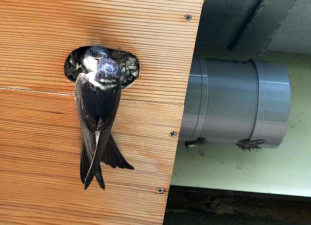 House Martin Delichon urbica feeding one of three chicks raised in a nestbox intended for Swift Apus apus 17072012 Oostvoorne, The Netherlands c Norman Deans van Swelm