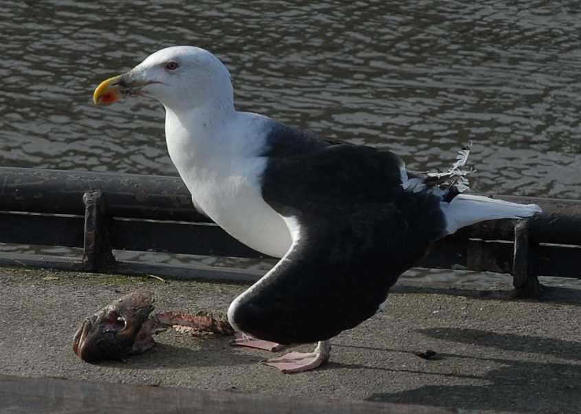 1.Great Black-backed Gulls Larus marinus hanging wings 12022009 Schev,nl.jpg