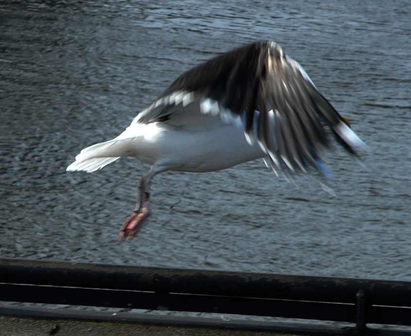 3.Great Black-backed Gulls Larus marinus hanging wings in flight 12022009 Schev,nl