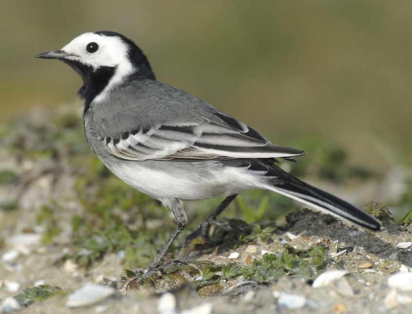 White Wagtail M.a.alba 1st spring male 13032007 Rotterdam, The Netherlands