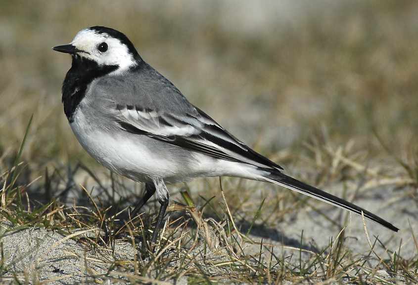 White Wagtail M.a.alba adult female 14032007 Rotterdam,the Netherlands