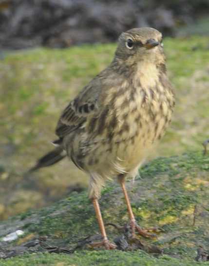 pipits-Buff-breasted Pipit Anthus rubescens/Buff-breasted Pipit Anthus rubescens 10102011 Rotterdam, nl c N.D.v.SWELM..jpg.jpg