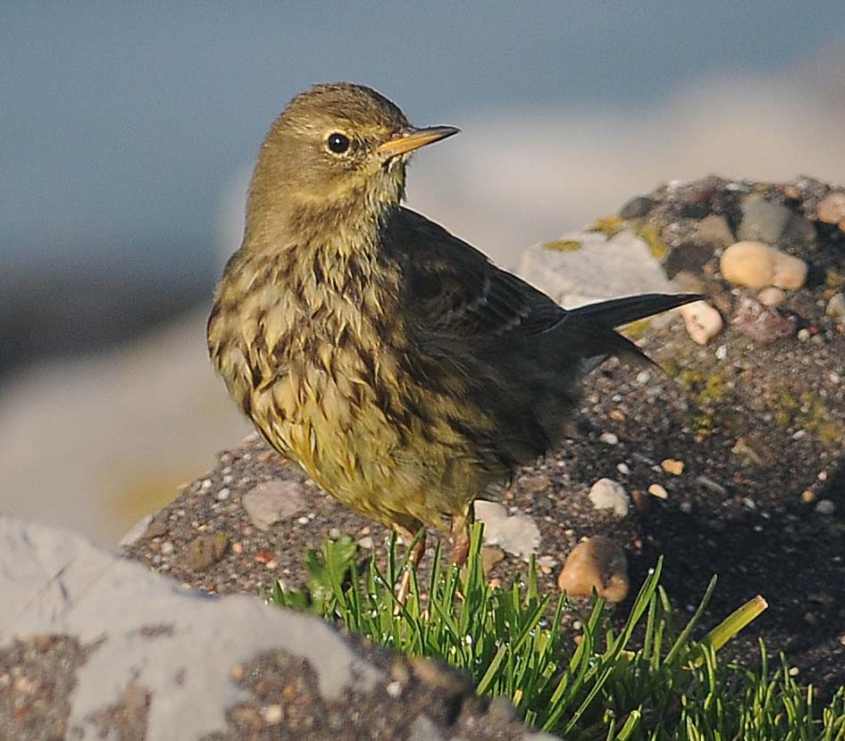 pipits-Buff-breasted Pipit Anthus rubescens/Buff-breasted Pipit Anthus rubescens 23112011 0340 Brouwersdam, nl c N.D.v.SWELM..jpg.jpg