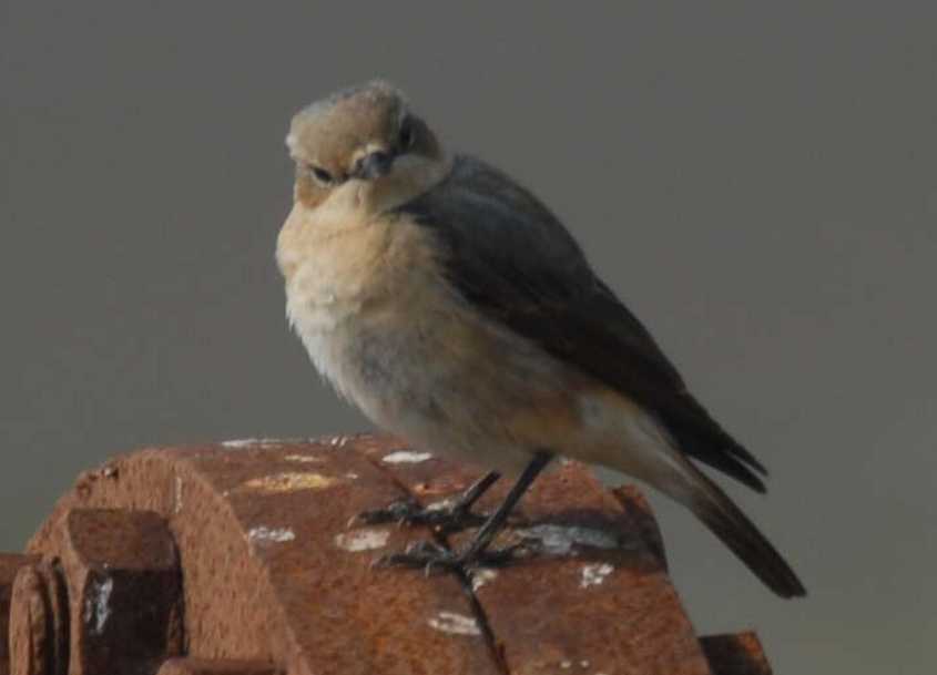 Red-tailed Wheatear/3. Red-tailed Wheatear Oenanthe xanthoprymna 03062008 Rotterdam,The Netherlands.jpg