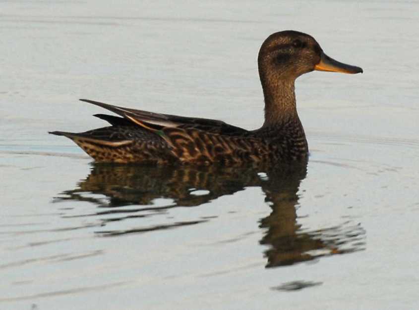 ducks2Teal Anas crecca/5.-Teal A.crecca crecca juv 29072008 Rotterdam, The Netherlands.jpg