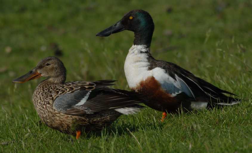 ducks7shoveler anas clypeata/1. Shoveler Anas clypeata pair 07052008 Colijnsplaat, The Netherlands.jpg