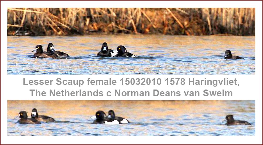 Lesser Scaup Aythya affinis 15032010 Haringvliet, The Netherlands c Norman Deans van Swelm