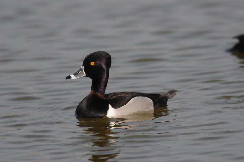 ring-necked hybrid & tufted ducks/Ring-necked Duck Aythya collaris 24042010 6679 Philipsdam, nl c NDvS.jpg