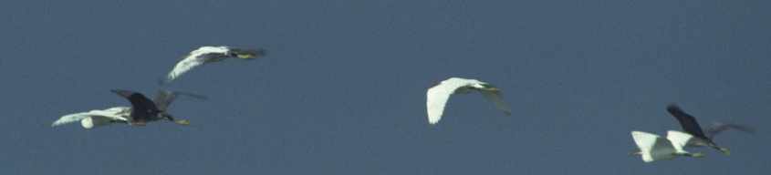 14a. Arabian Reef Herons in flight, 26102000 Muharraq,Bahrain