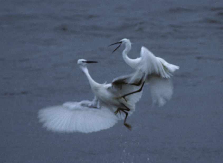 16.Little Egrets quarrelling 5th May 2004 Stellendam,The Netherlands.jpg