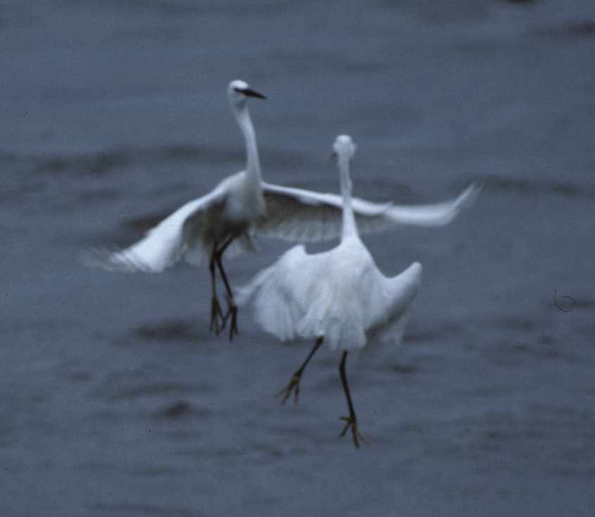 17.Little Egrets quarrelling 5th May 2004 Stellendam,The Netherlands.jpg