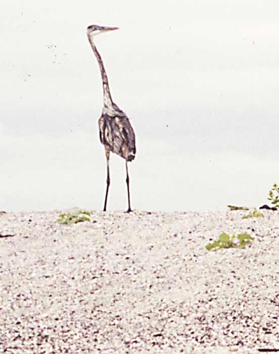 Great Blue Heron Ardea herodias March 1975 Galapagos, Ecuador.jpg