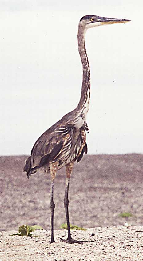 Great Blue Heron Ardea herodias juv March 1975 Galapagos, Ecuador