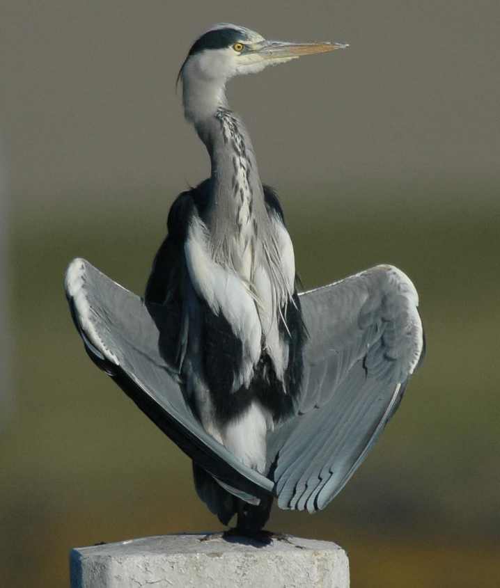 Grey Heron Ardea cinerea ad 15112007 Stellendam.jpg