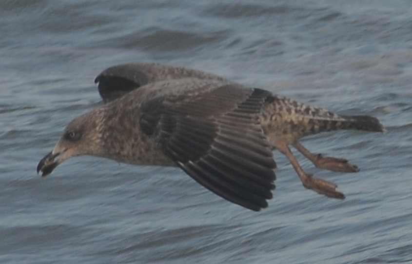 Azorean Atlantic Gull Larus a.atlantis 2W 30122011 1503 Stormsurge Barrier Easter Scheldt,nl ndvs.jpg.jpg