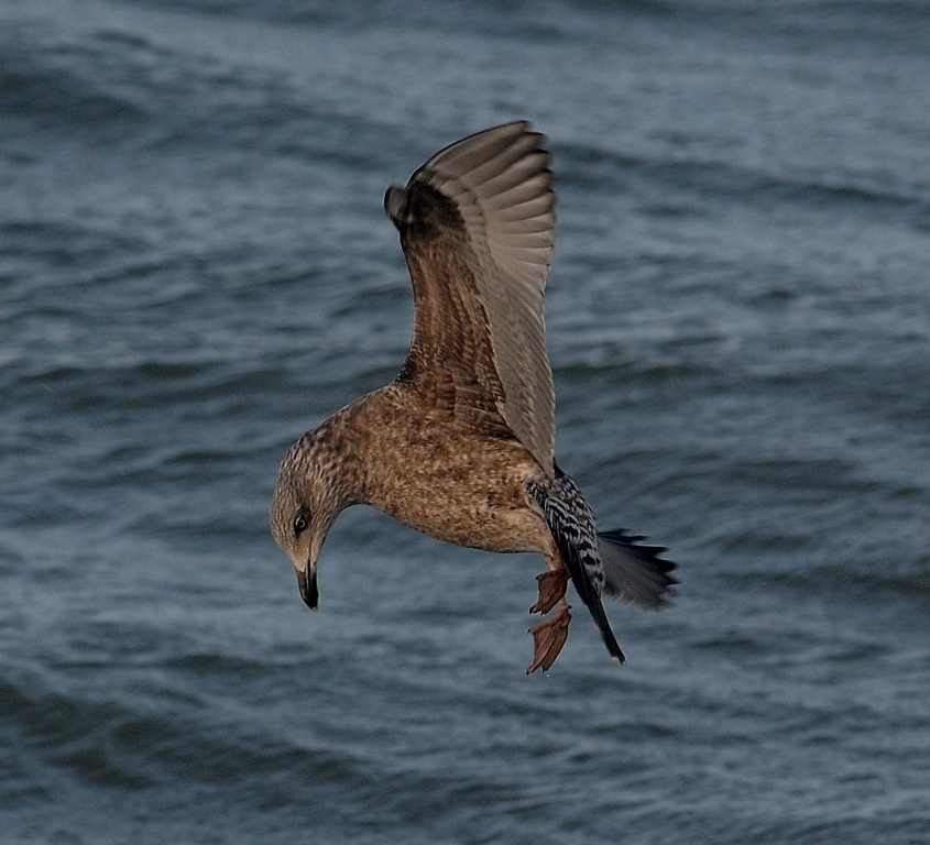 Azorean Atlantic Gull Larus a.atlantis 2W 30122011 7564 Stormsurge Barrier Easter Scheldt,nl ndvs.jpg.jpg