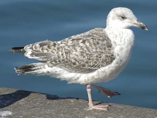 0Portuguese Atlantic Gull L.a.berlengaensis 2CY 27082005  Peniche, Portugal