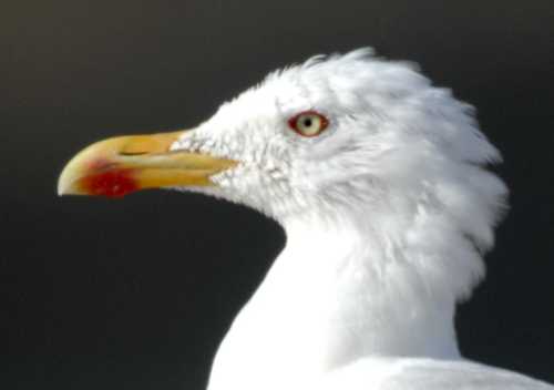 0Portuguese Atlantic Gull L.a.berlengaensis ad head 26082005