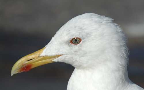 0Portuguese Atlantic Gull L.a.berlengaensis ad head 27082005