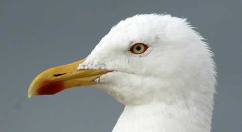 0Portuguese Atlantic Gull L.a.berlengaensis adult  head 26082005