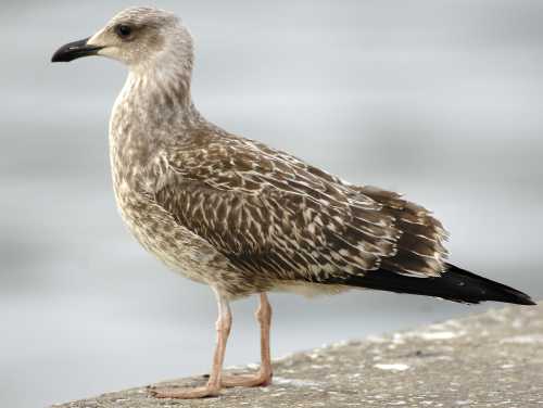 0Portuguese Atlantic Gull L.a.berlengaensis juv 26082005 Peniche,Portugal