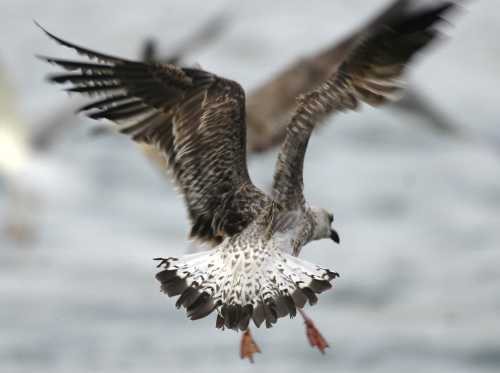 0Portuguese Atlantic Gull L.a.berlengaensis juv in flight  26082005 Peniche,Portugal