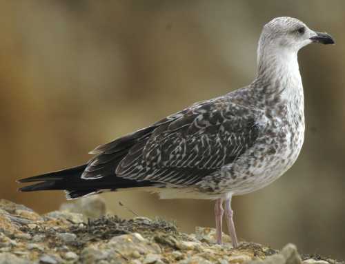 0Portuguese Atlantic Gull L.a.berlengaensis juv to 1W 26082005 Peniche,Portugal