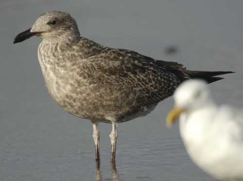 Atlantic Gull L.atlantis juv to 1W 22082006 Scheveningen