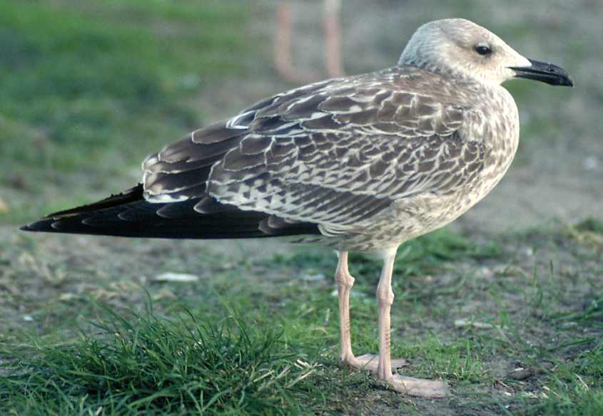 Caspian Gull Larus c.cachinnans juv 26081994 Scheveningen.jpg