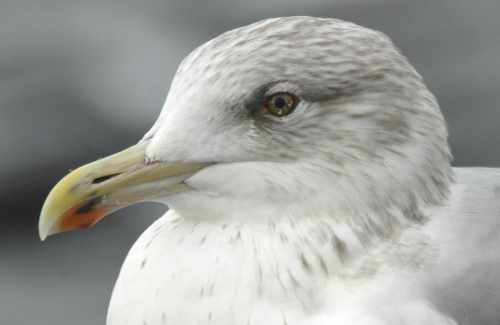 -33Marsh Gull Larus omissus left eye 29102005 Westkapelle The Netherlandsweb.jpg