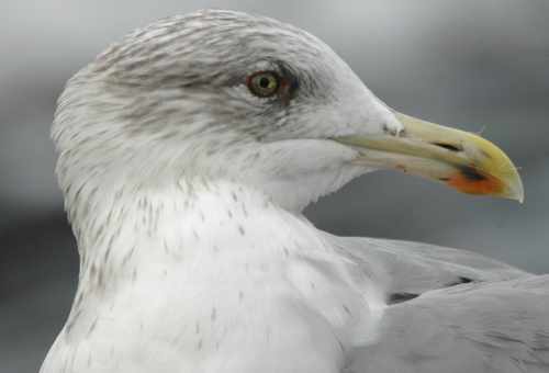 -34Marsh Gull Larus omissus right eye 29102005 Westkapelle The Netherlandsweb.jpg