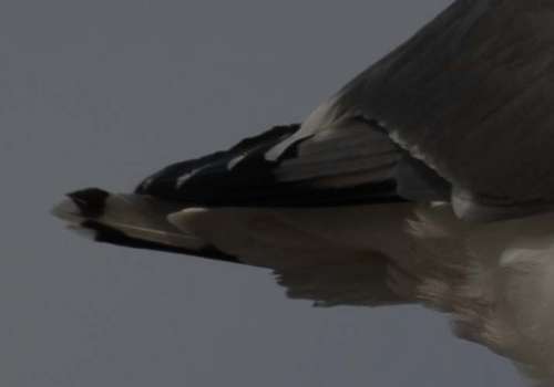 40c Marsh Gull Larus omissus primaries with 'thayeri' pattern 02072007 Scheveningenweb.jpg