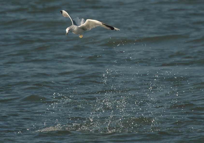 Common Gull Larus c.canus stealing Ensis 22112007 Brouwersdam.jpg