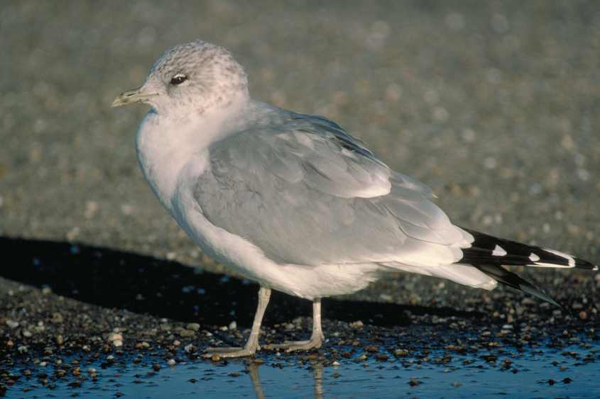 Short-billed Gull L.brachyrhynchos 30111999 to 22022000 0054 15012000 Brouwersdam,nl,ndvs.jpg