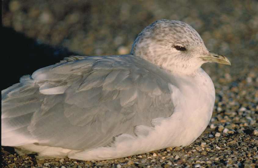 Short-billed Gull L.brachyrhynchos 30111999 to 22022000 0059 Brouwersdam,nl,ndvs.jpg